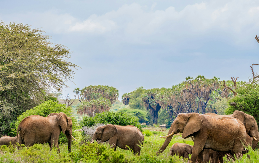 3 Days: Samburu National Reserve Adventures gallery image 3